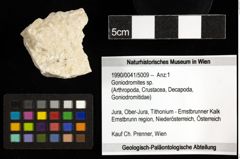 Foto (Objekt + Etiketten) von Goniodromites sp. 